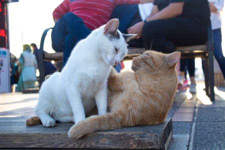 Yellow and white cats are playing. People sitting in the background blurring. Photo Ortakoy was...