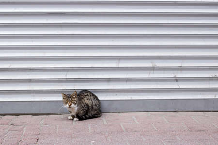 Stray cat sitting in front of indoor store.の写真素材