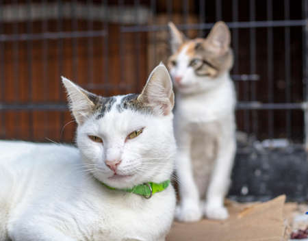 Kitten with white and yellow patterns. Mother focused on cat. There kitten in the background.の写真素材