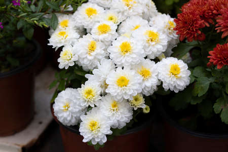 White dahlia pinnata flower in many colors in the same picture. Photo was taken in a flower market.の写真素材