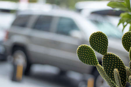 Closeup of Opuntia ficus-indica cactus at the canary in Tenerife. The photo was taken outside on the street. In the background, the car is blurred.の写真素材