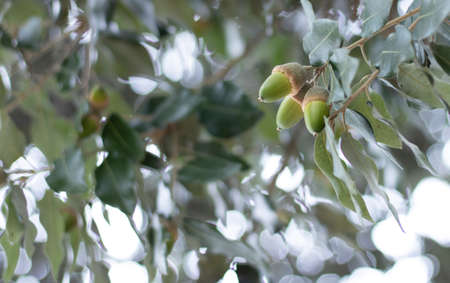 Holm oak acorns Quercus ilex Shallow Depth of Field close up horizontal photography. It was taken in...
