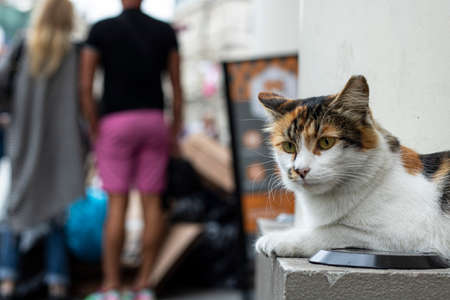 Cat sitting on the wall on the street, close-up. The cat has yellow white and black colors.の写真素材
