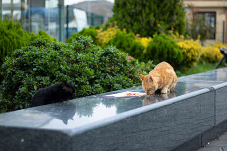 The cat with yellow and white colors eats chicken meat on a napkin on granite marble. Close-up. The...