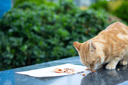 The cat with yellow and white colors eats chicken meat on a napkin on granite marble.
