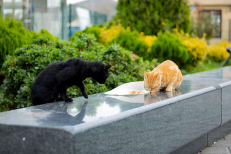 The cat with yellow and white colors eats chicken meat on a napkin on granite marble. Close-up. The...