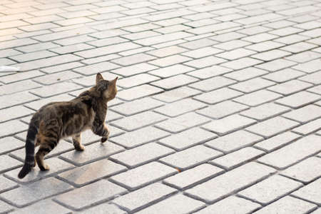 The cat is looking at the camera while walking on the pavement. It has white and gray patterns. Close up.の写真素材