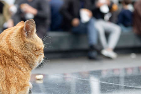 The yellow cat rests on granite marble and watches around. Photographed from the side.
