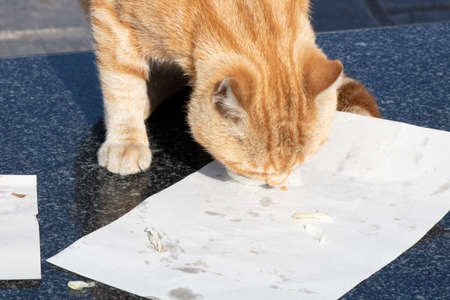 The yellow cat eats the meatball on the napkin. There are some cola in the plastic cup. Photographed on a sunny day.の写真素材