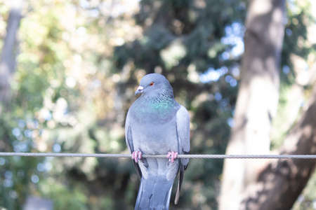 Gray pigeon photographed on the rope. He was photographed in bright daytime.の写真素材