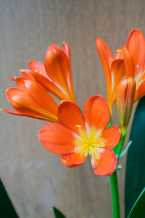 Close-up photo of Clivia miniata orange flower