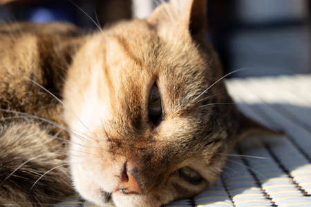 The photo was taken when Gray was about to sleep on her own sunny day.の写真素材
