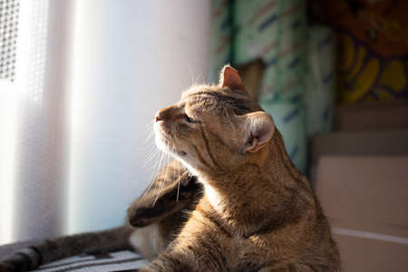 The photo was taken when Gray was about to sleep on her own sunny day.の写真素材