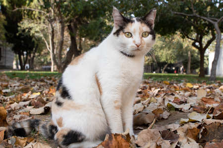Cat with gray white yellow colors. He sits on the grass. There are dried leaves around. The photo was taken in the park.の写真素材