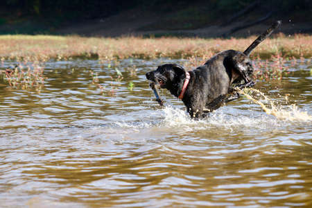 Trying to find the stick thrown in the lake. It has a black color. Taken outdoors on a sunny day.の写真素材