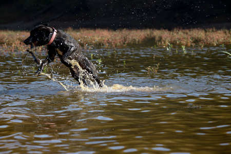 Trying to find the stick thrown in the lake. It has a black color. Taken outdoors on a sunny day.