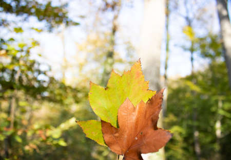 Dried yellow sycamore leaves are held in hand. Withdrew in the forest.の写真素材