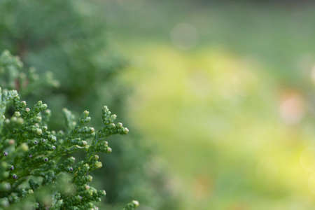Photo of the leaves of Chamaecyparis obtusa tree. Close up.