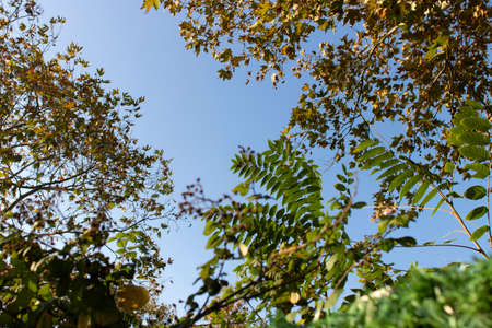 Photo of Platanus tree and Ailanthus tree together with blue sky.の写真素材