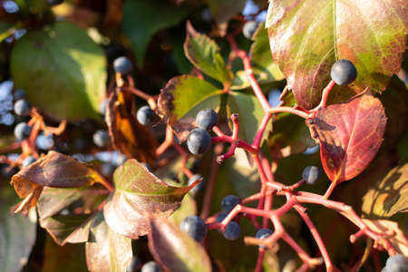 Victoria creeper berries ivy photo of red berries. Autumn time photos were taken.の写真素材