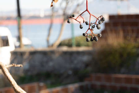 Dried fruits of Victoria creeper plant. Hanging on the branch. Photographed during the day on a sunny day. Close up.の写真素材