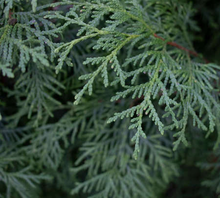 A close-up photo of the Chinese thuja leaves, whose Latin name is thuja sutchuenensis.の写真素材