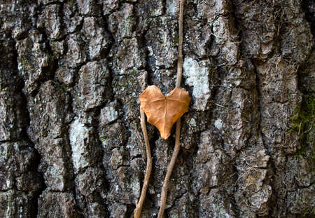 Yellowed ivy leaf on tree trunk. Close up of heart shape.