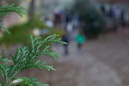 The leaves of the tree with the Latin name thujopsis closet. Close-up. In the background, people are walking in the park.の写真素材