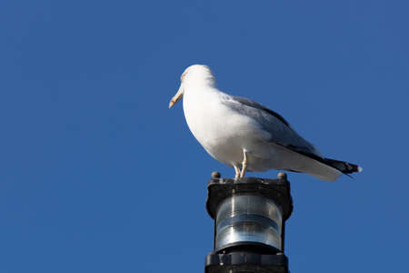 The ship is a seagull on a red warning lamp. Background of blue sky.の写真素材