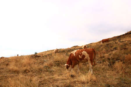 Ox that eats dried herbs in the steppe. Taken during the sunset. Kars, Turkeyの写真素材