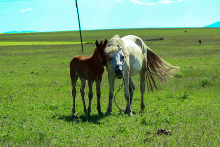 Foal and mother horse graze together. Colt does not leave small side chains attached to the mother horse. Kars , Turkeyの写真素材