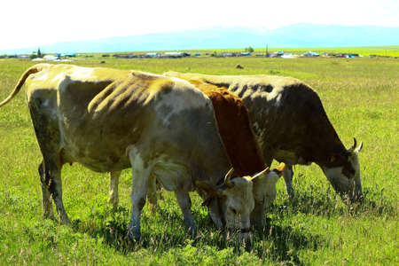 3 bulls grazing next to each other. Lush pasture field and Angle in the air on a sunny day. Kars, Turkeyの写真素材