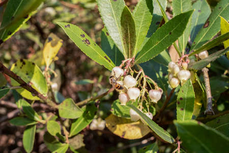 Bell-shaped white flowers on the leaves of the tree, whose Latin name is Arbutus ericaceae. The bee on it is feeding. Ataturk arboretum, Turkeyの写真素材