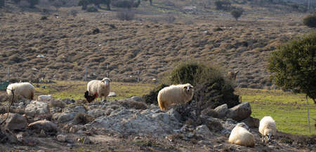 Curious sheep gaze. On the grass in the farm.の写真素材