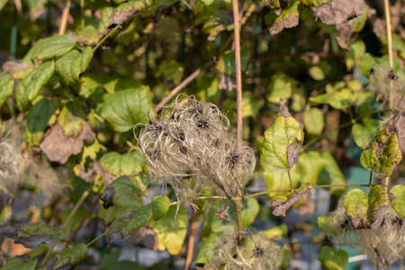 Close up of of Clematis vitalba aka Wild Clematis or Old Man's Beard