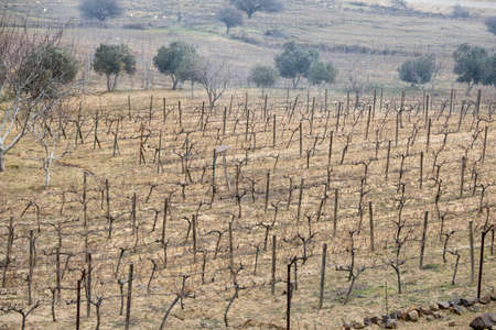 Grape fields photo of wine grapes. Grape trees are lined up in a row. The photo was taken in the dry winter. Bozcaada, Turkey.の写真素材