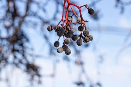 Victoria creeper berries ivy photo of red berries. Winter time photos were taken. Daytime in a sunny day.の写真素材