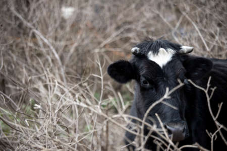 Close up of an ox head side with black and white color. It was drawn between tree branches in the field.の写真素材