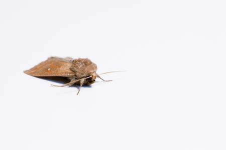 Armyworm moth, mythimna unipuncta, photographed. Photographed on white background. Close up.の写真素材