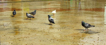 Gray pigeons of black color and a single white pigeon on the back.の写真素材
