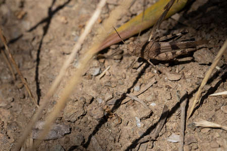 Grasshopper camouflage on desert soilの写真素材