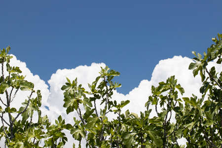 fig tree under a blue sky. Shot in summer and cloudy weather.の写真素材