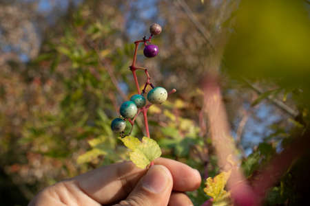Porcelain Berry, Amour peppervine, fruits of plant close-up. It has purple and mai colors. It was...