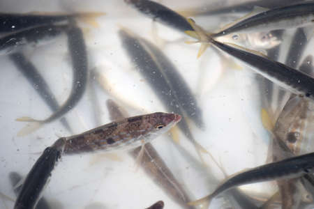 Fish in a white box with water on the fishing line. A few of them are alive.