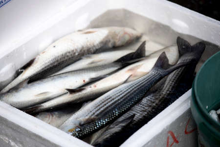 Fish in a white box with water on the fishing line. A few of them are alive.の写真素材