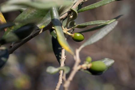 Unripe fruits of the olive tree. Close-up. The photo was taken on a sunny day in the summer.の写真素材