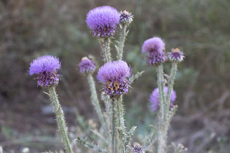 Purple artichoke, cardoon Cynara cardunculus growing in a gardenの写真素材