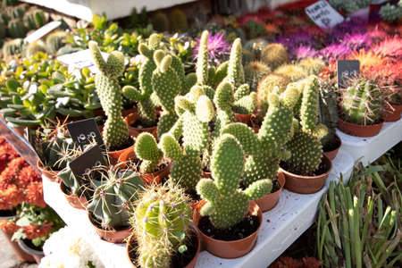 Cactus echinopsis chamaecereus plant close up in flowerpot. There is a garden market and other plants in the background.の写真素材