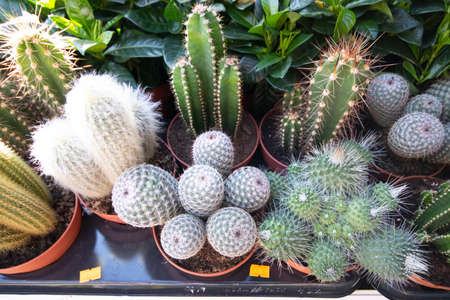 Cactus echinopsis chamaecereus plant close up in flowerpot. There is a garden market and other plants in the background.の写真素材