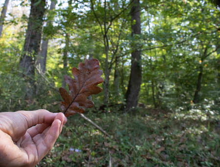 Dry oak tree leaf fallen to the ground. The photo was taken in autumn. There are green lawns...